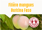 Les mangues séchées des jardins de Banfora au Burkina Faso